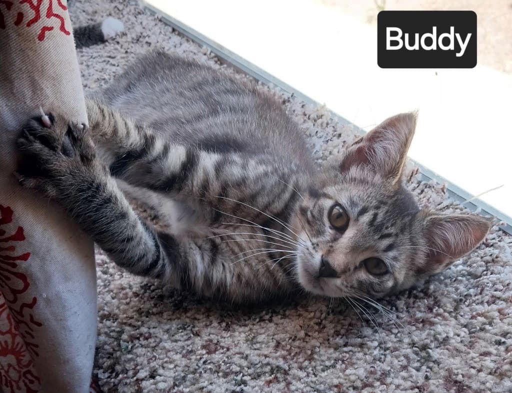 Buddy