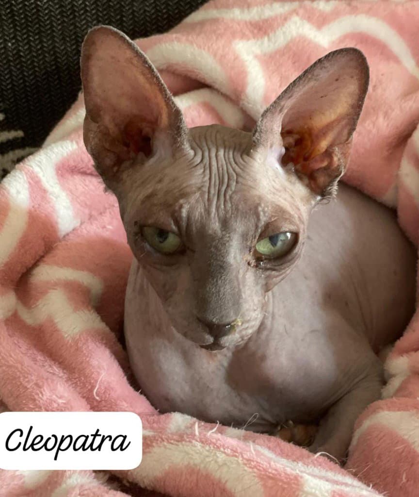Cleopatra