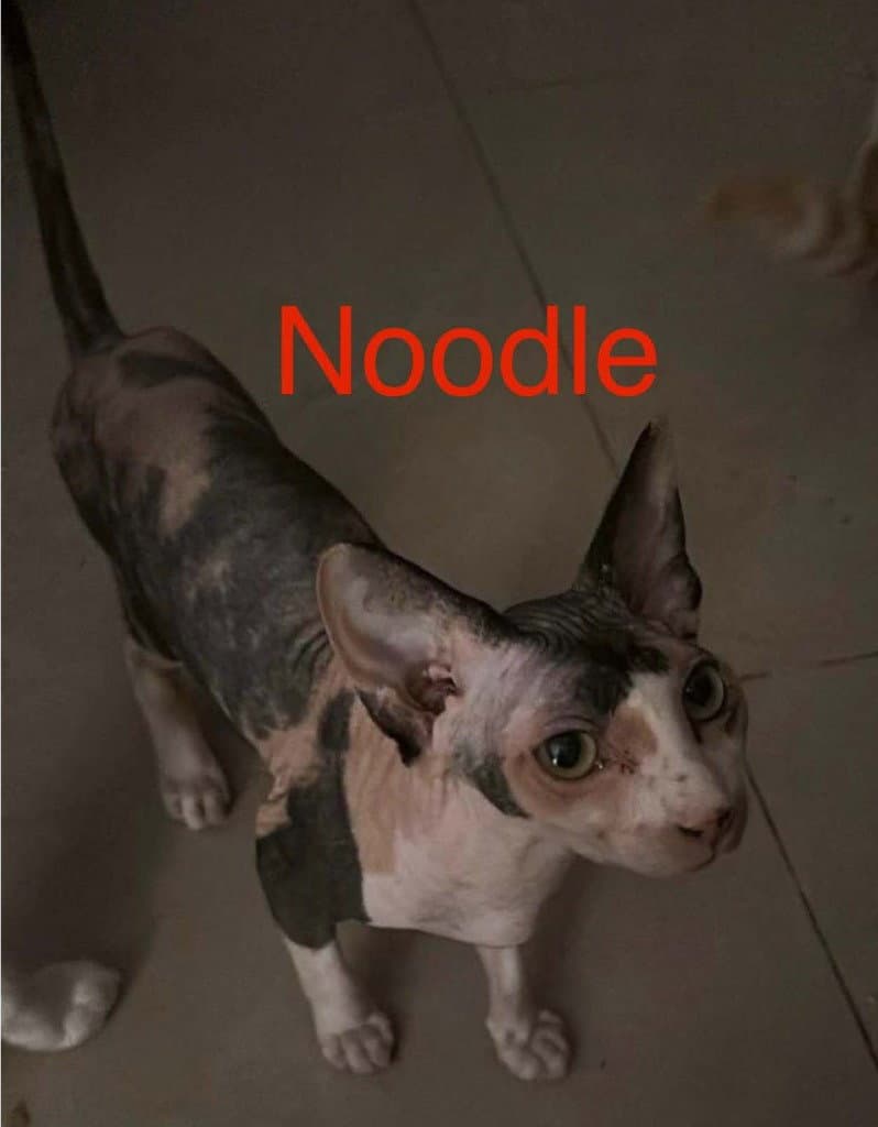 Noodle