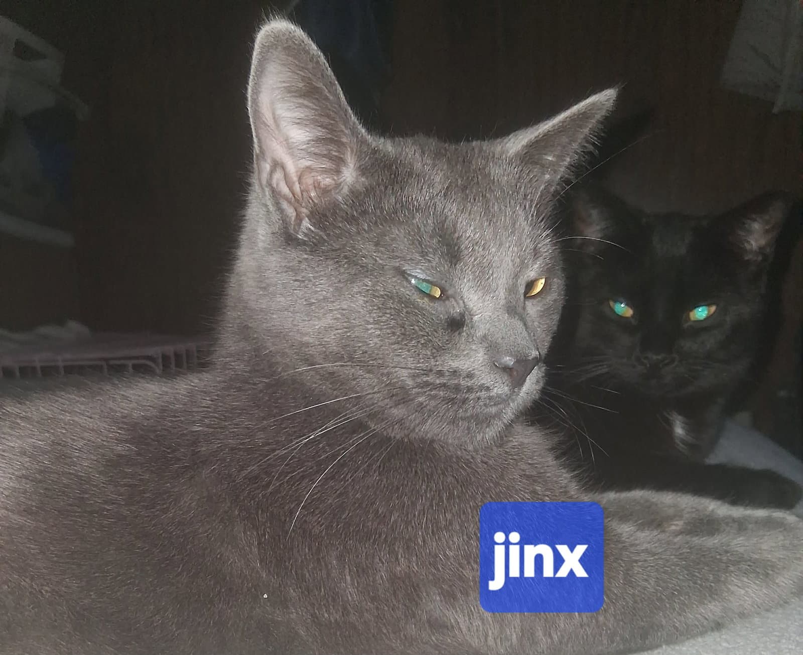 Jinx
