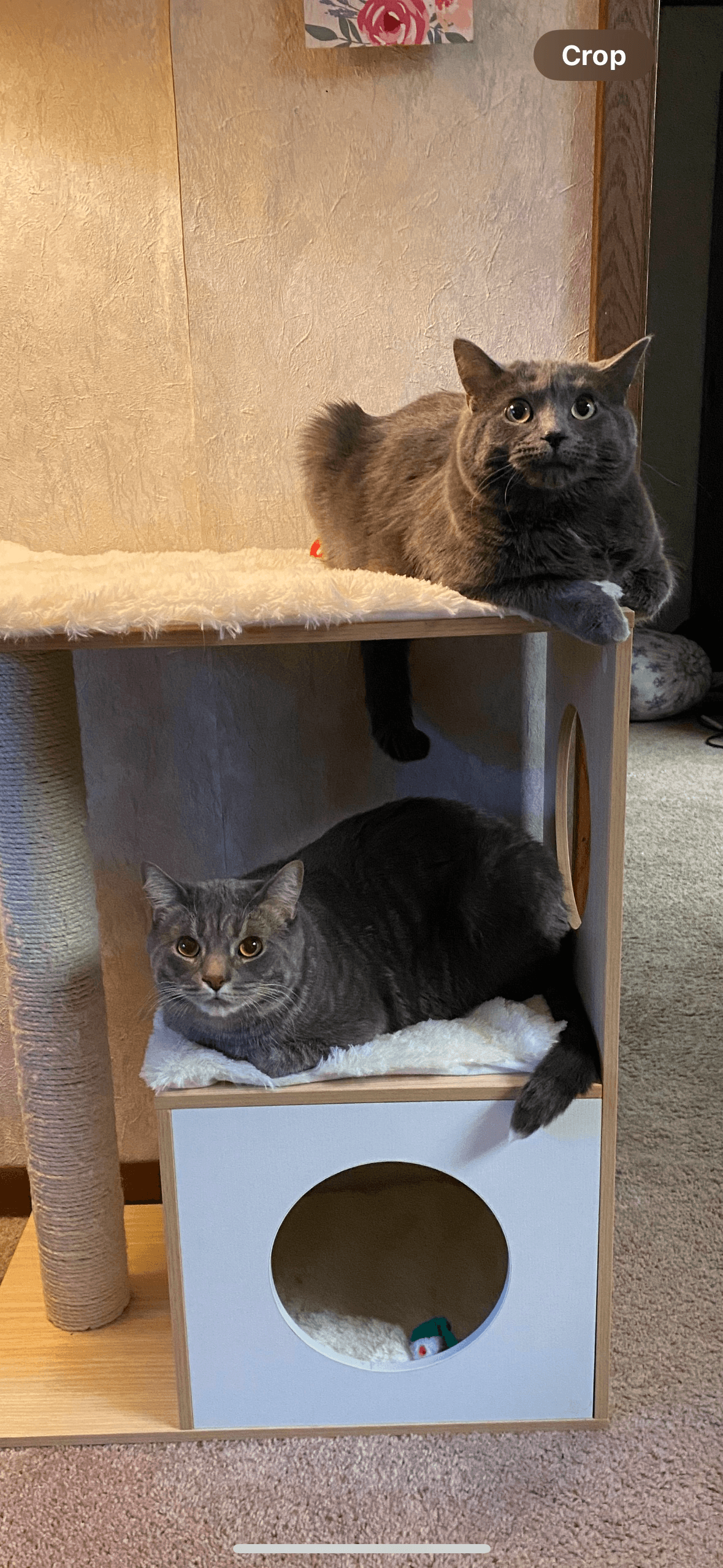 Zz Tom & Tora Bonded Courtesy