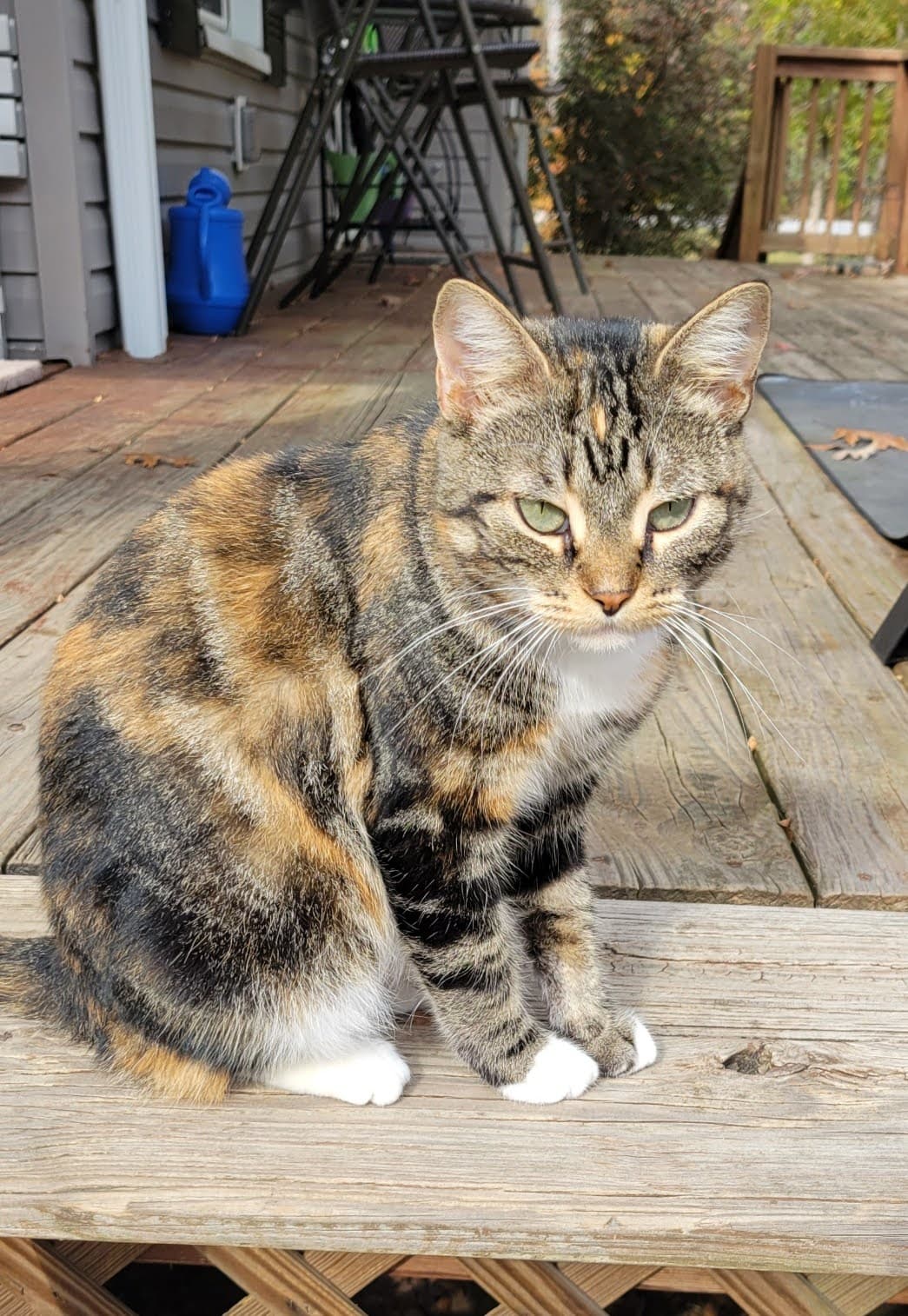 KitKat