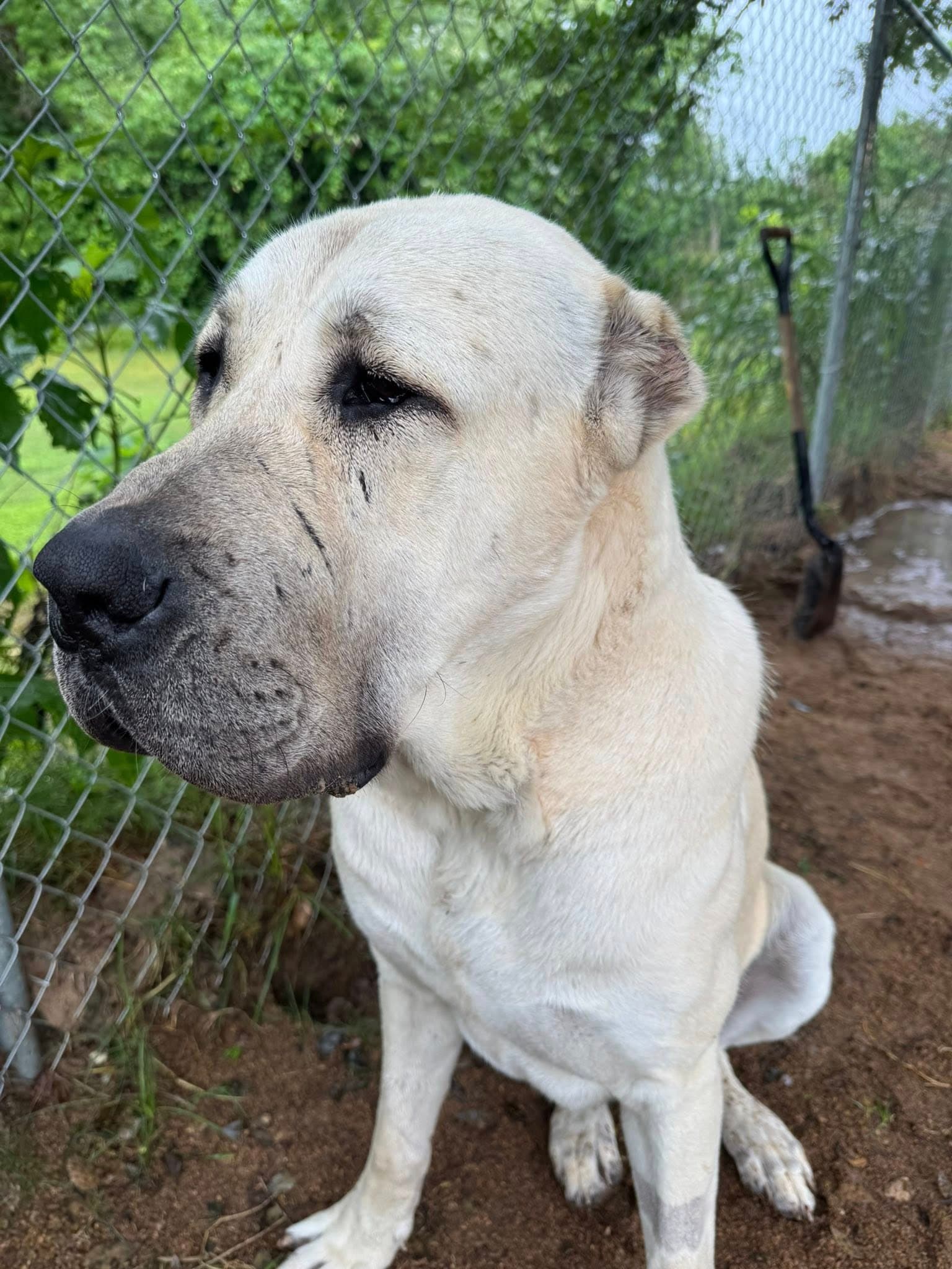 Banu- Houston Tx