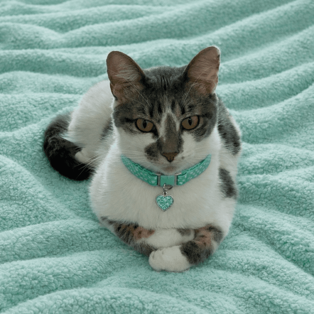 Calypso