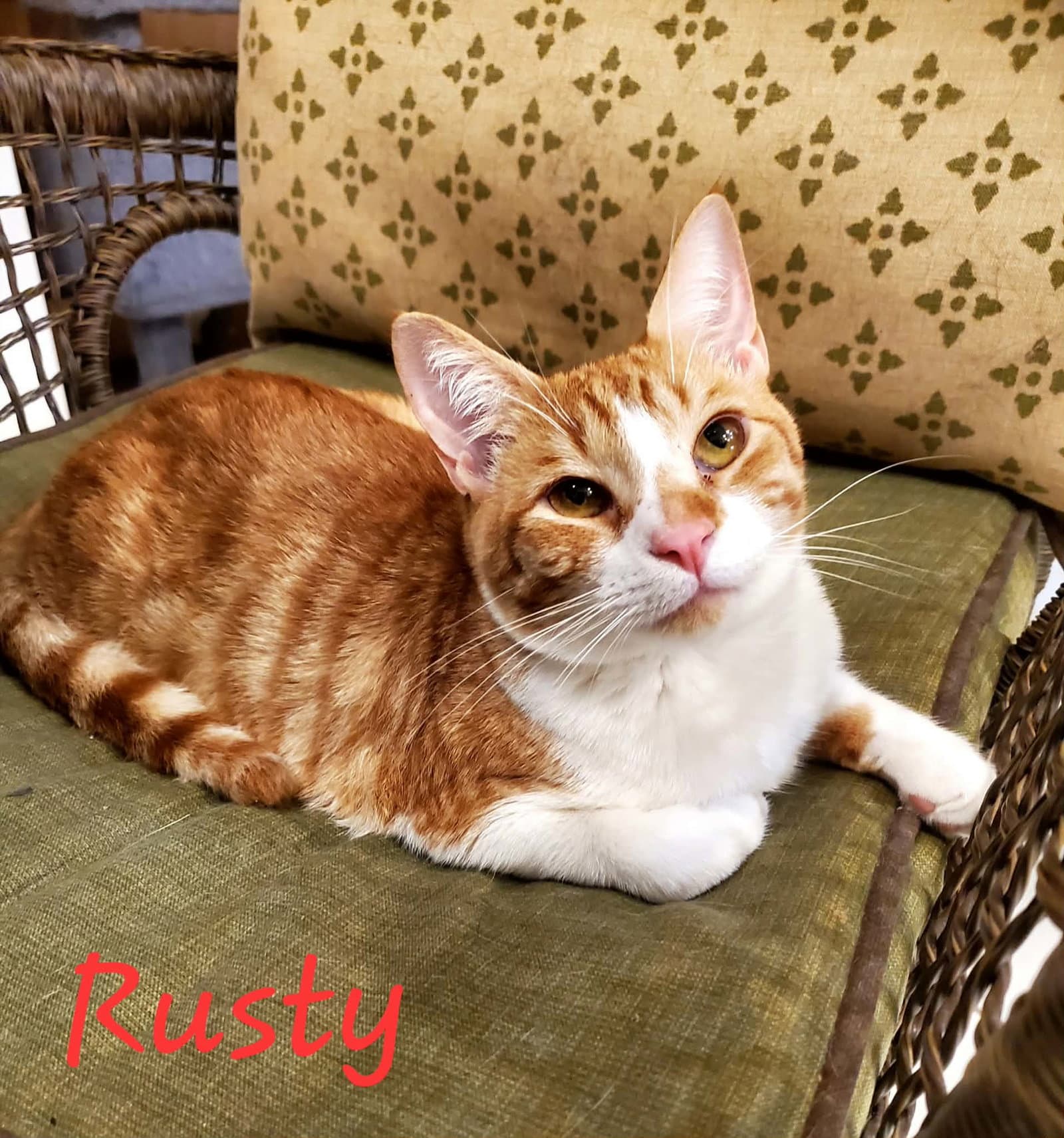 Rusty =^.^=