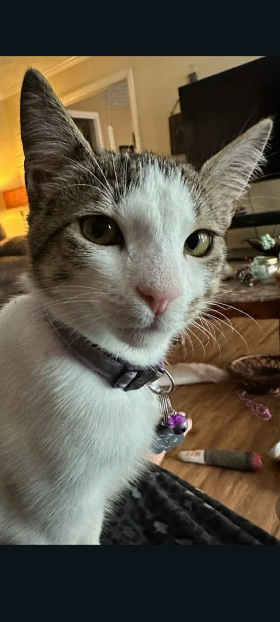 Apollo
