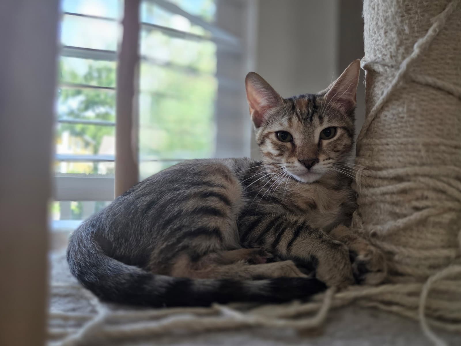 Tazzy =^.^=