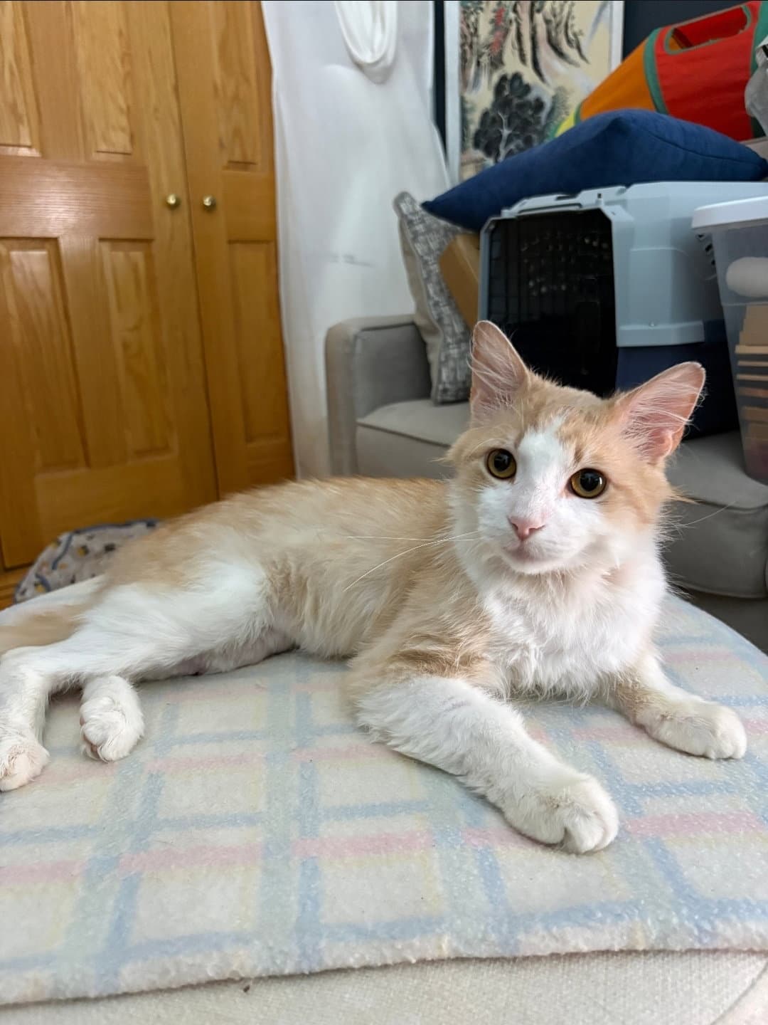 Biscuit