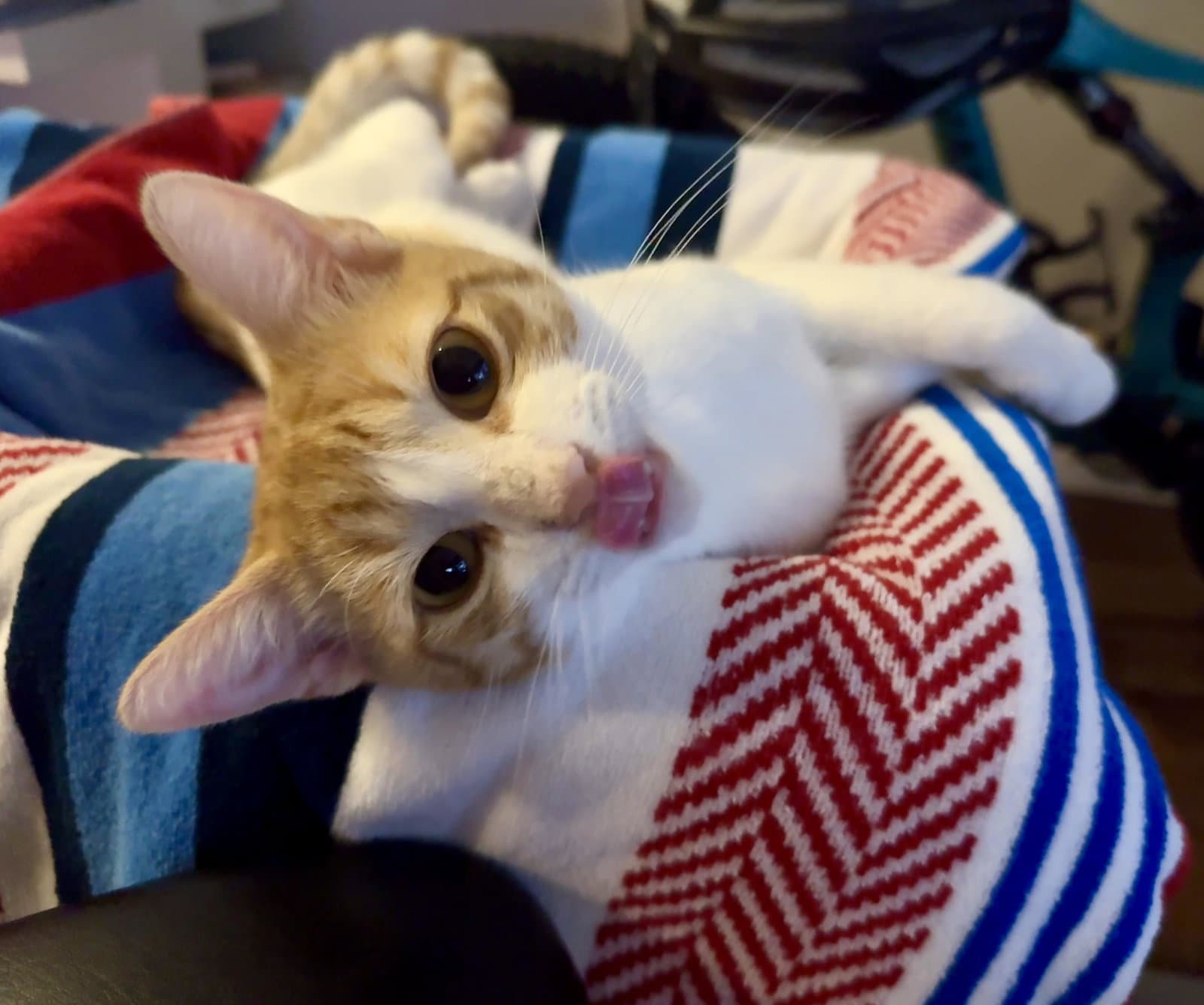 Operation Orange kittens!