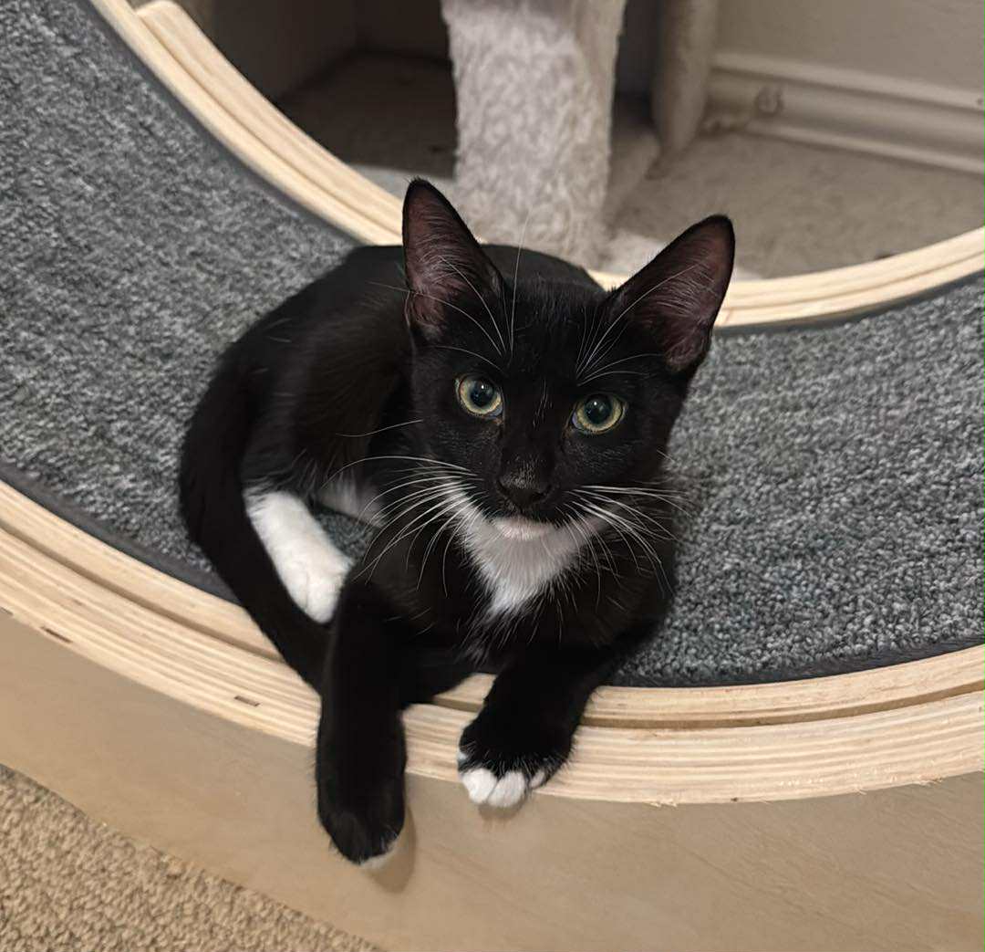 Stella