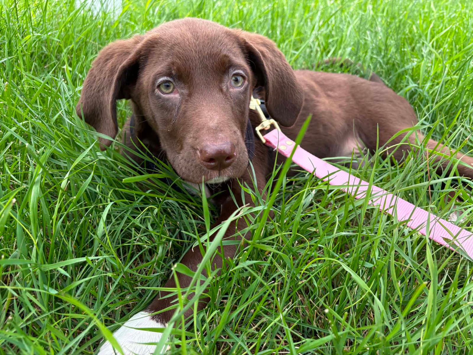 Penny