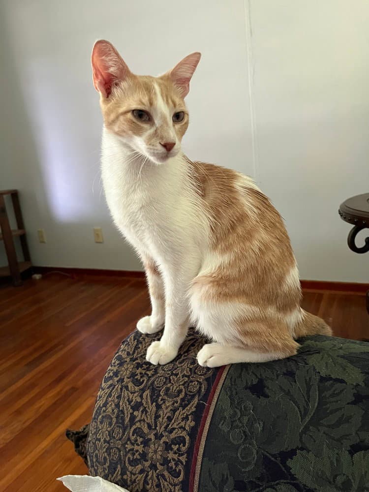 Loki