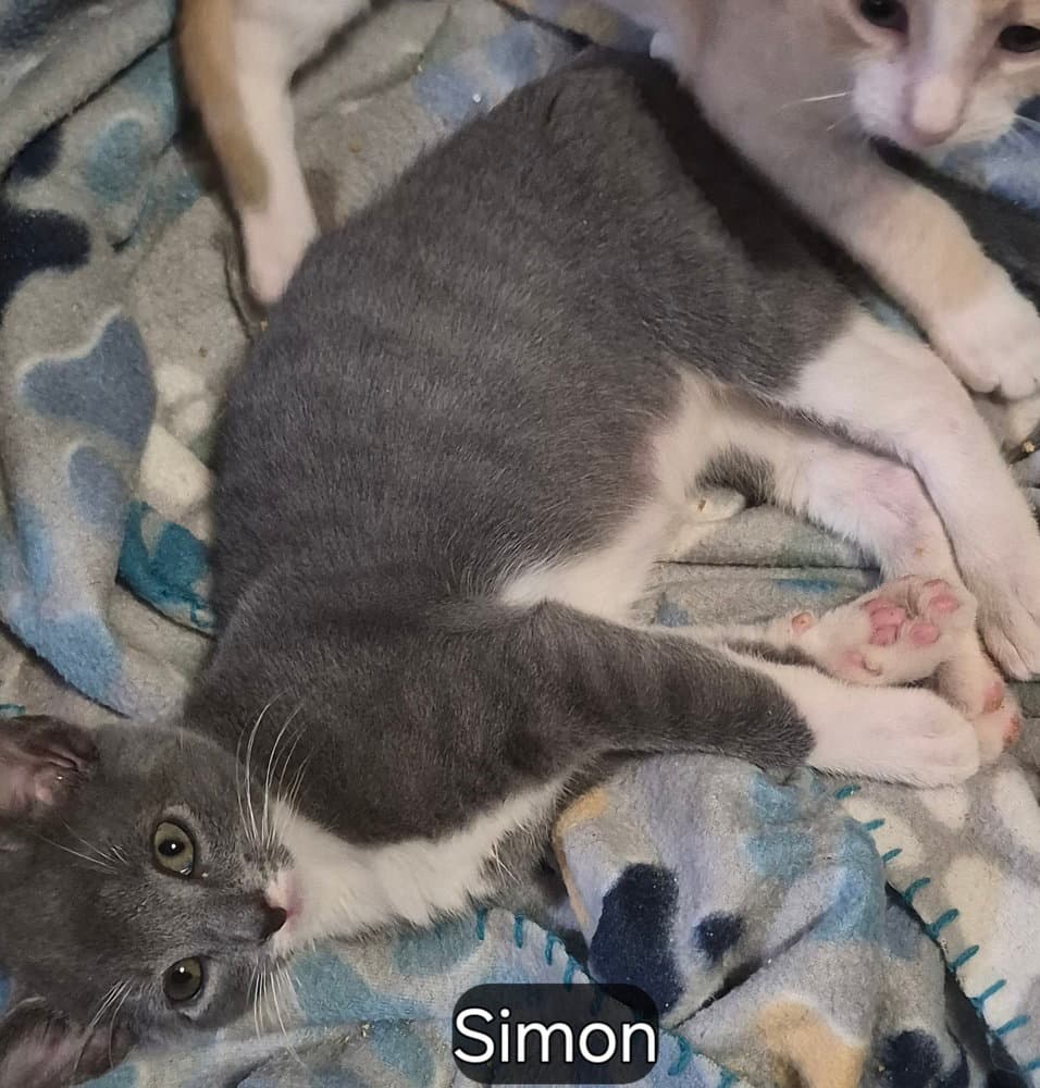 Simon