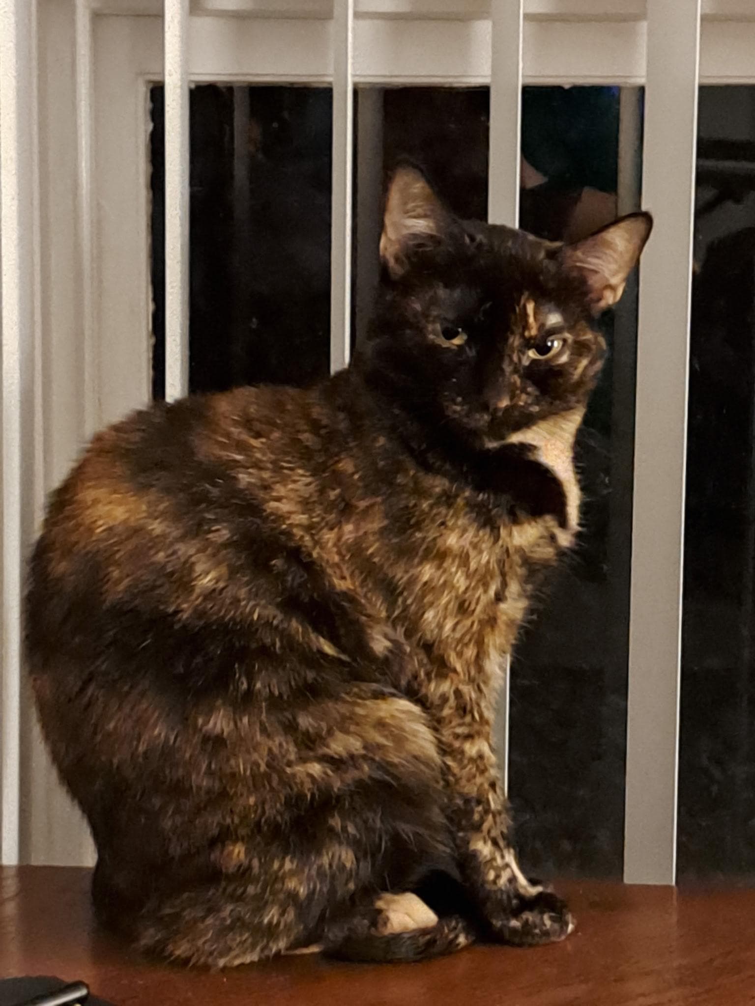 Callie Cat