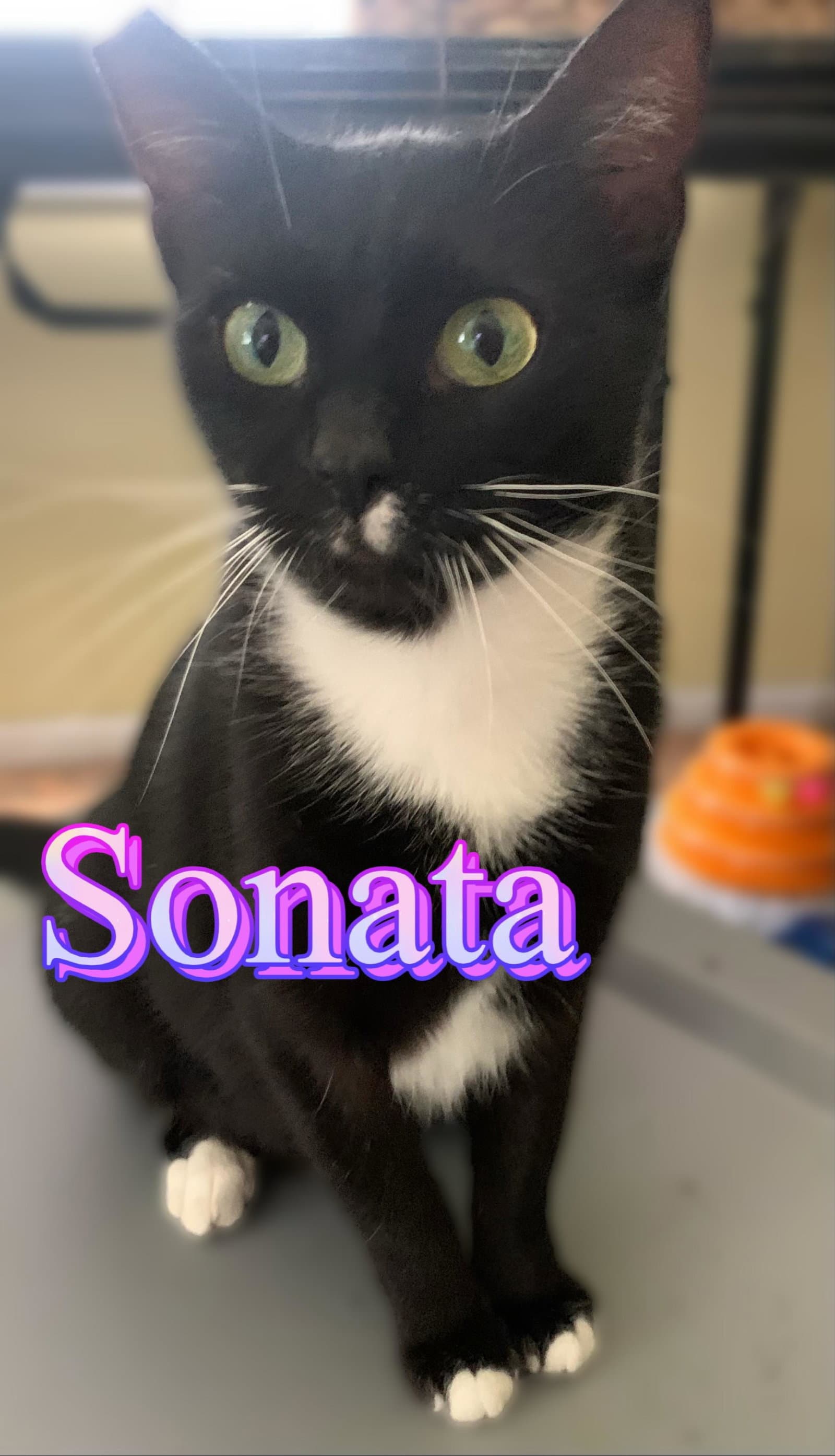 Sonata