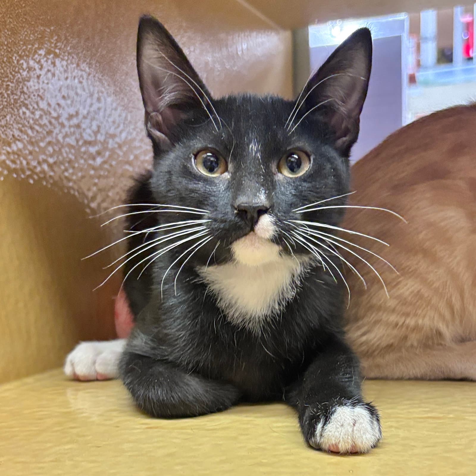 Figaro