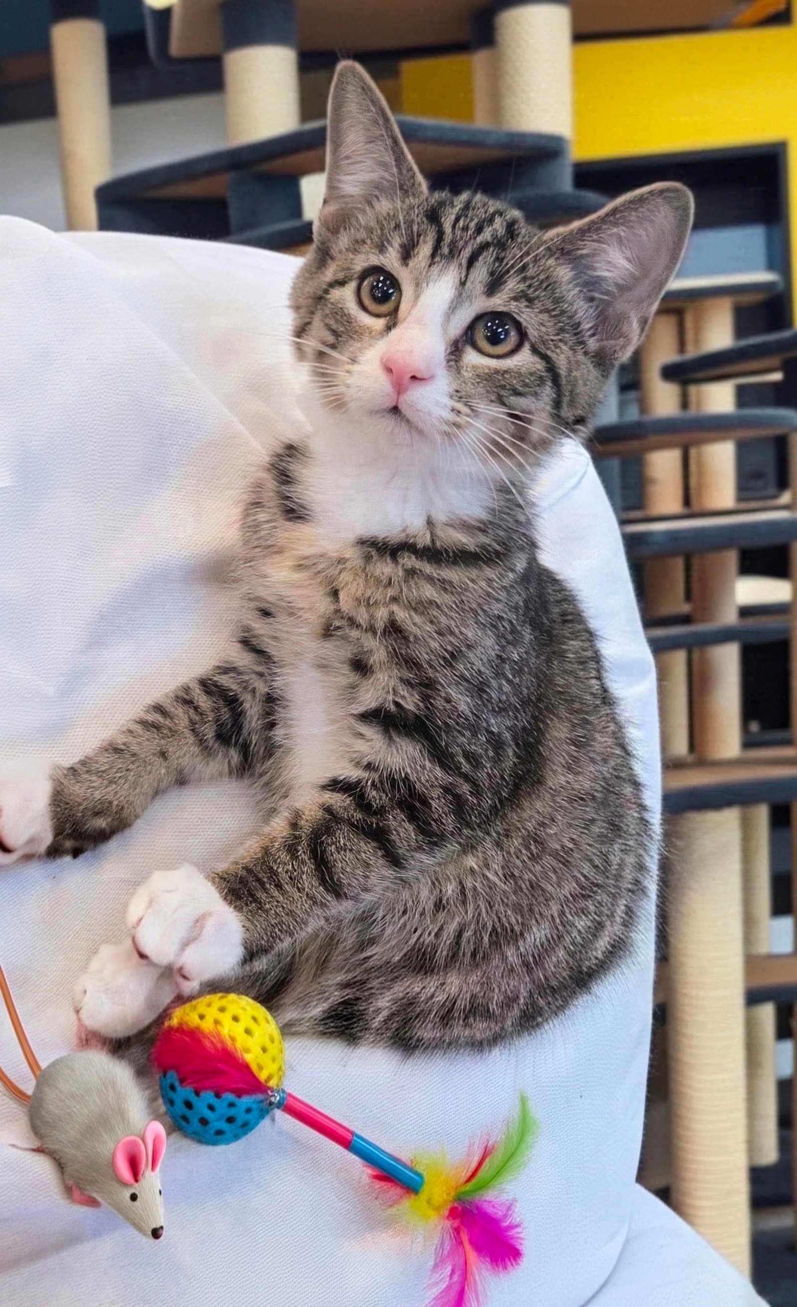 Peach Kitten