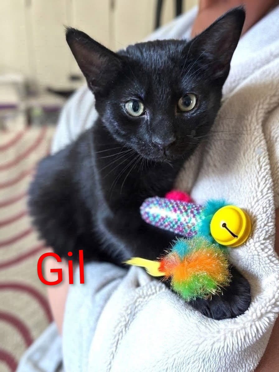 Gil Kitten