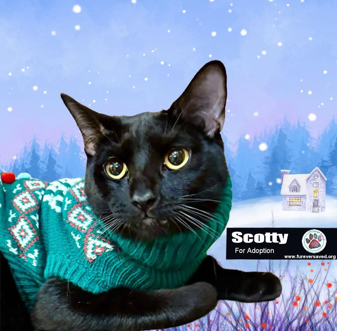 Scotty