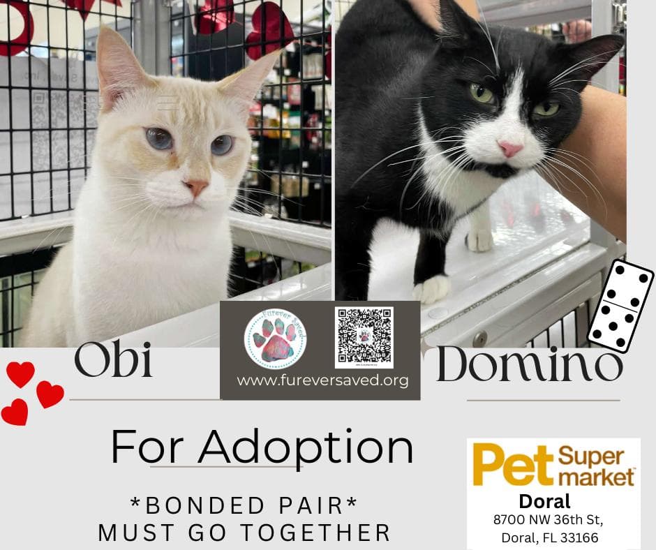 Obi and Domino - ^^Bonded Pair^^