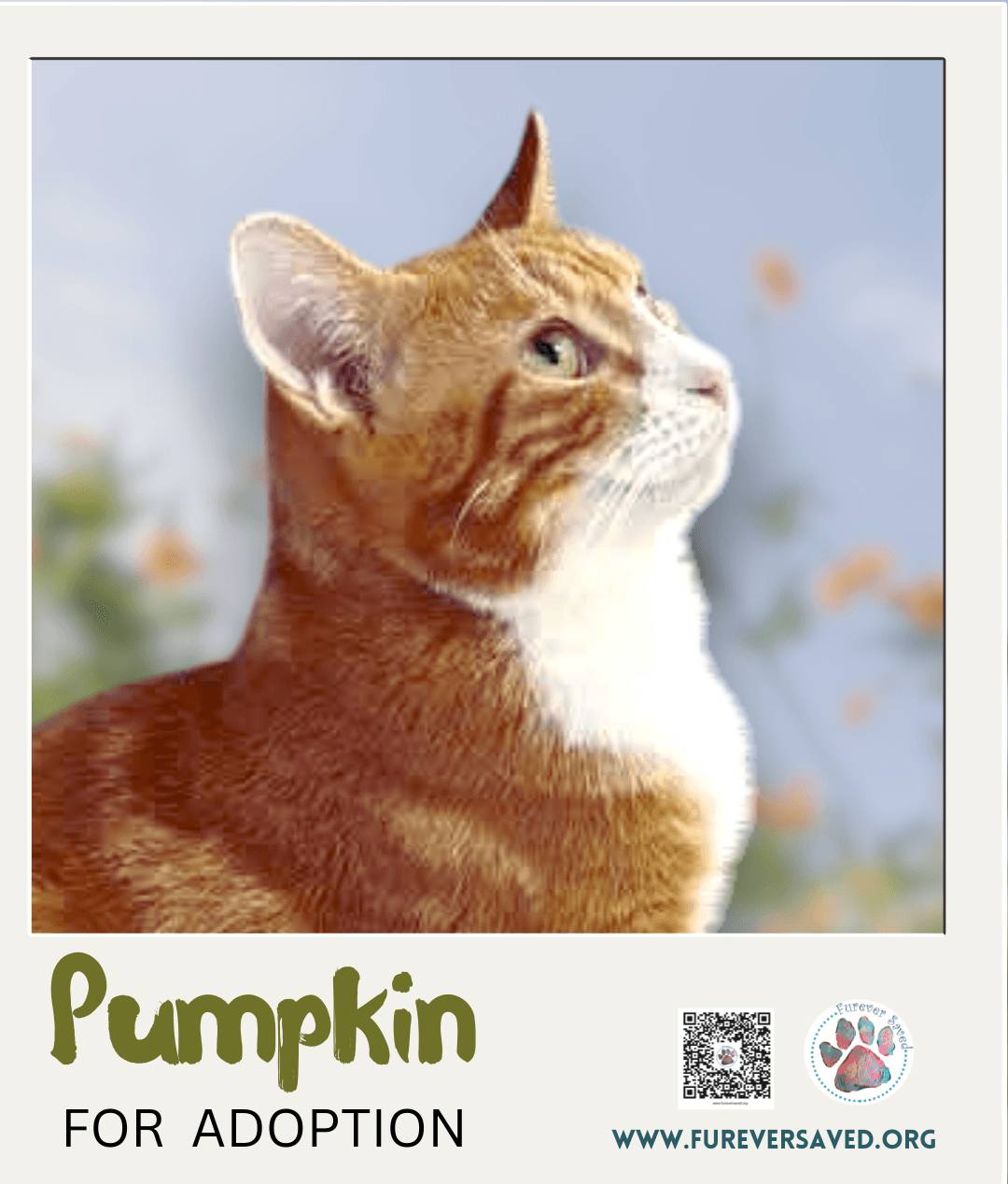 Pumpkin