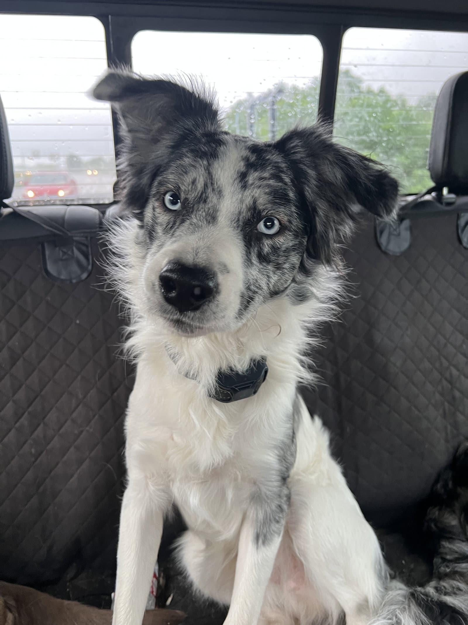Domino