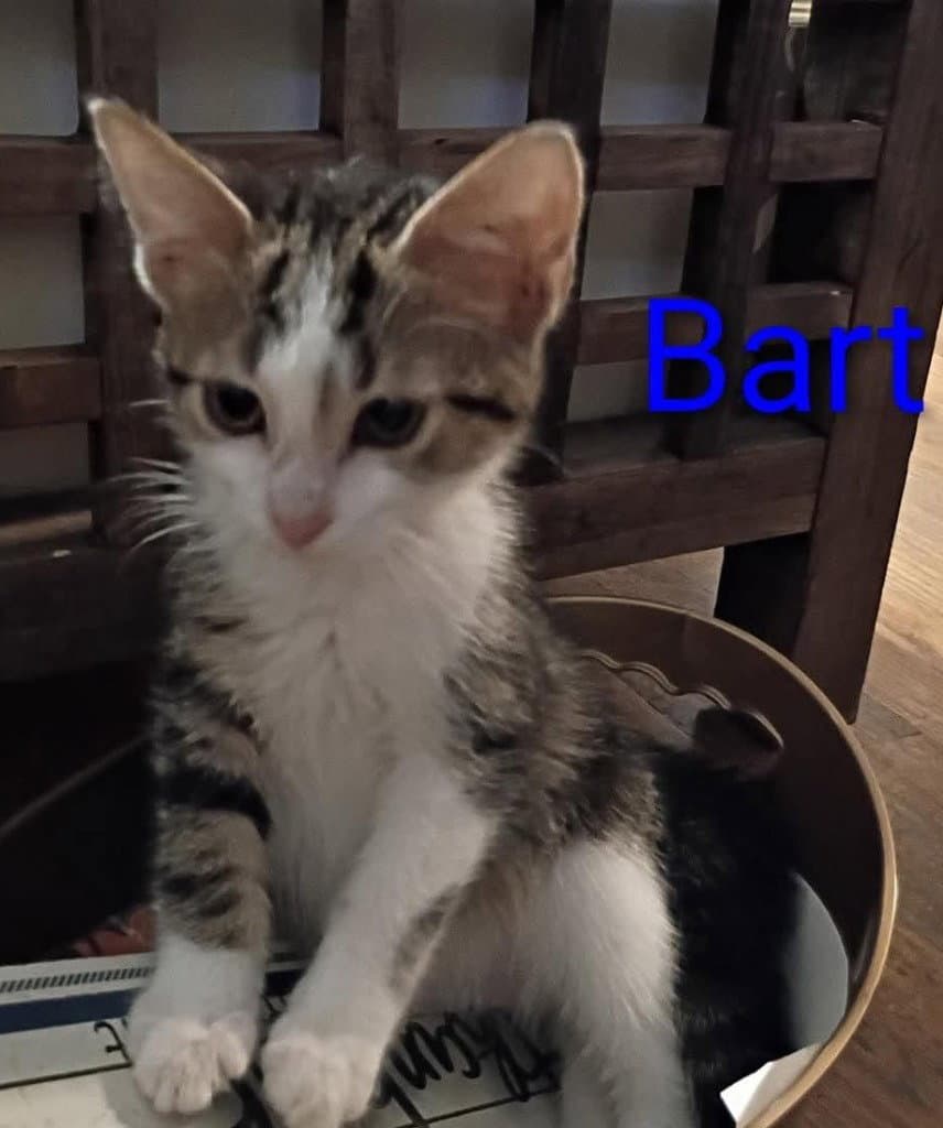 Bart
