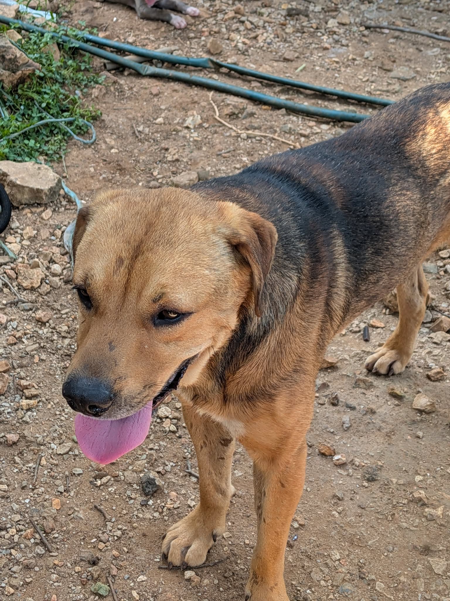 Sampson
