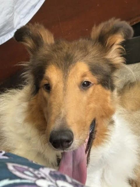 Indy Rex adoption pending