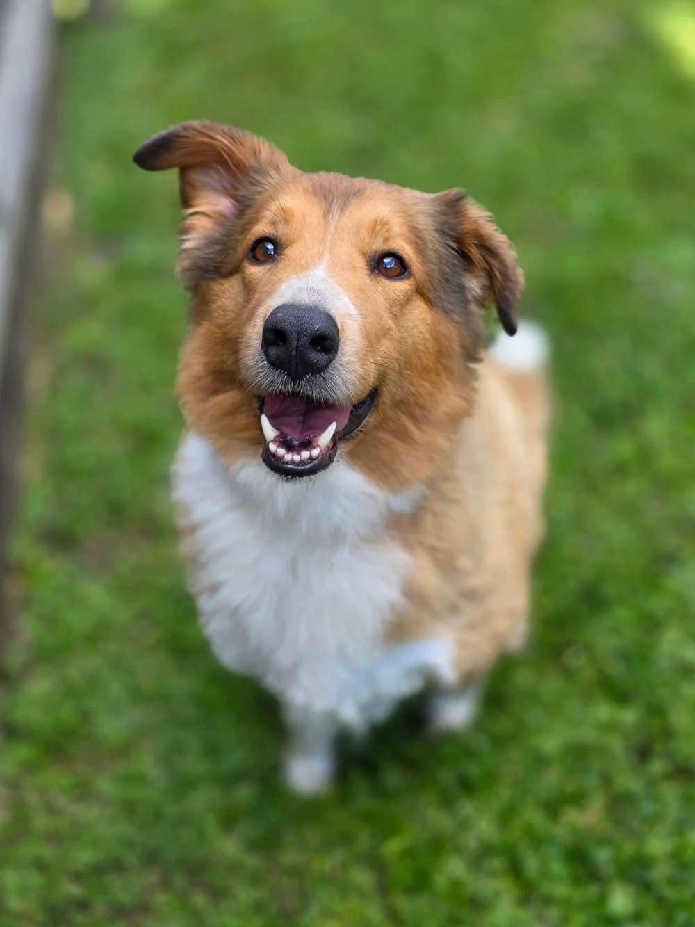 Lulu
