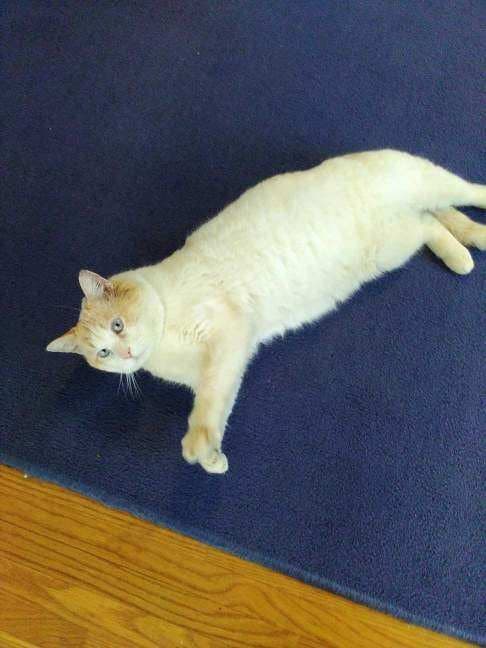 Marshmallow