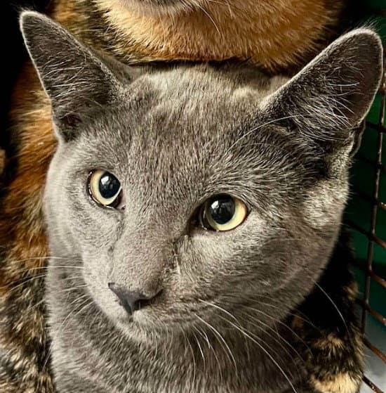 Bolt Whitten (must adopt with Lightning)