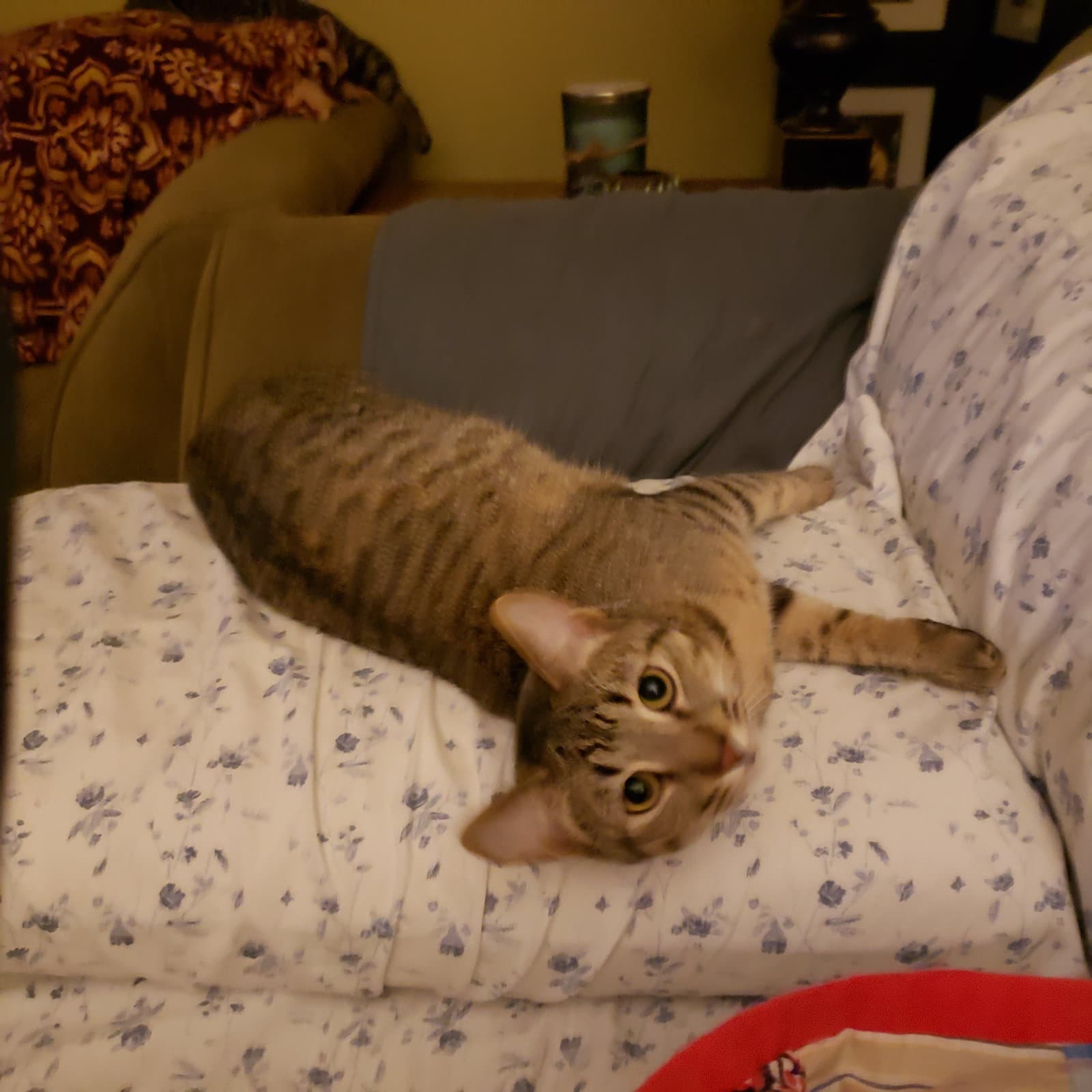 Cas
