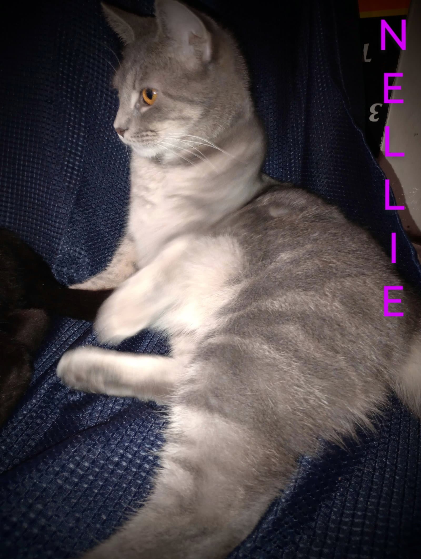 zz "Nellie" courtesy post