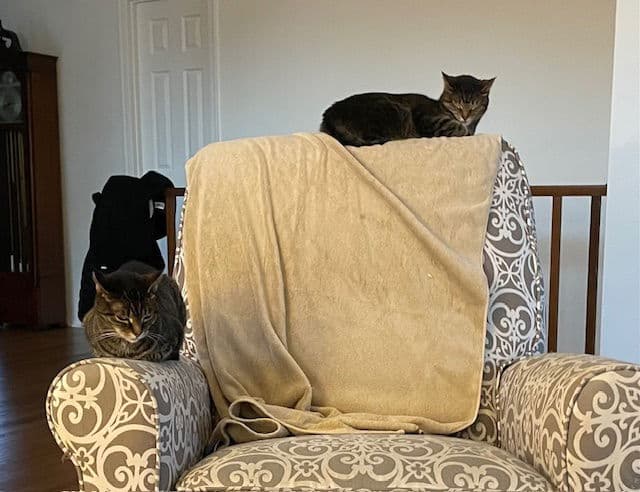 zz "Rikki and Lucy" courtesy listing