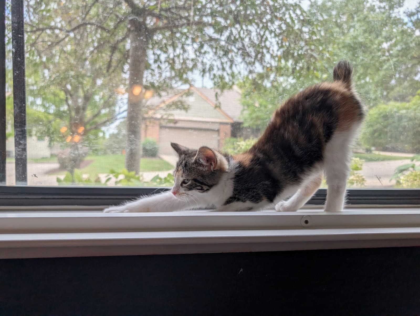 Libby