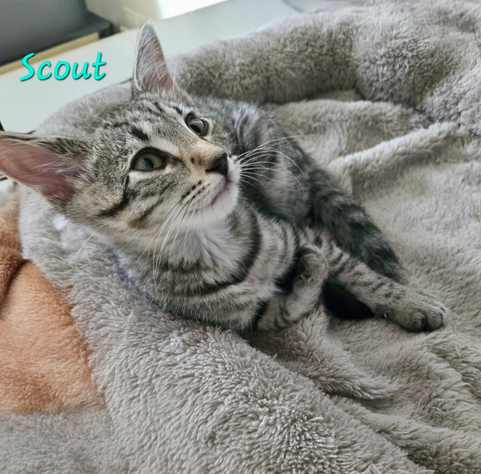 Scout