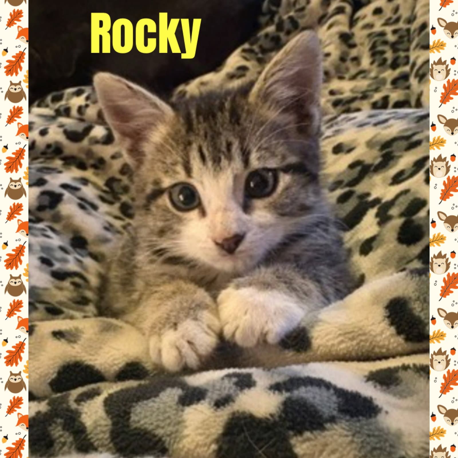 Rocky