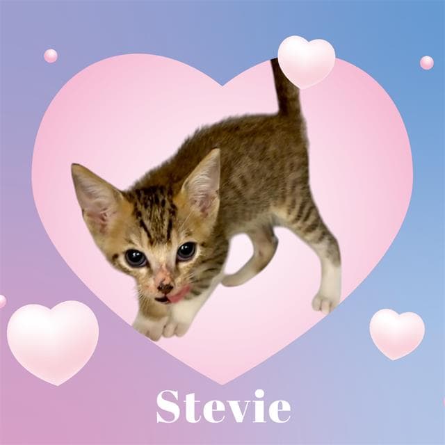 *Stevie