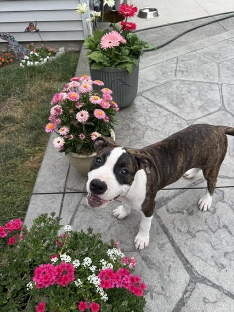 Petunia