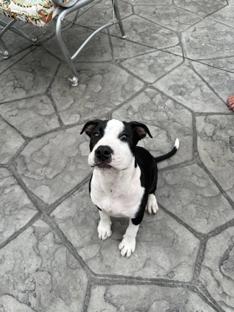 Delilah