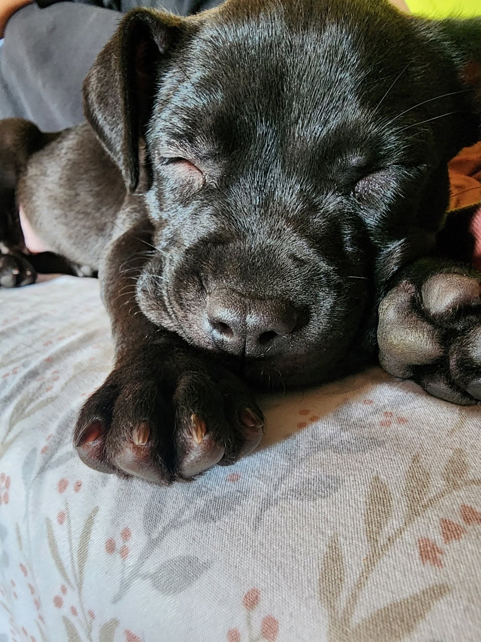 Pippa
