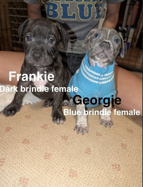 Georgie