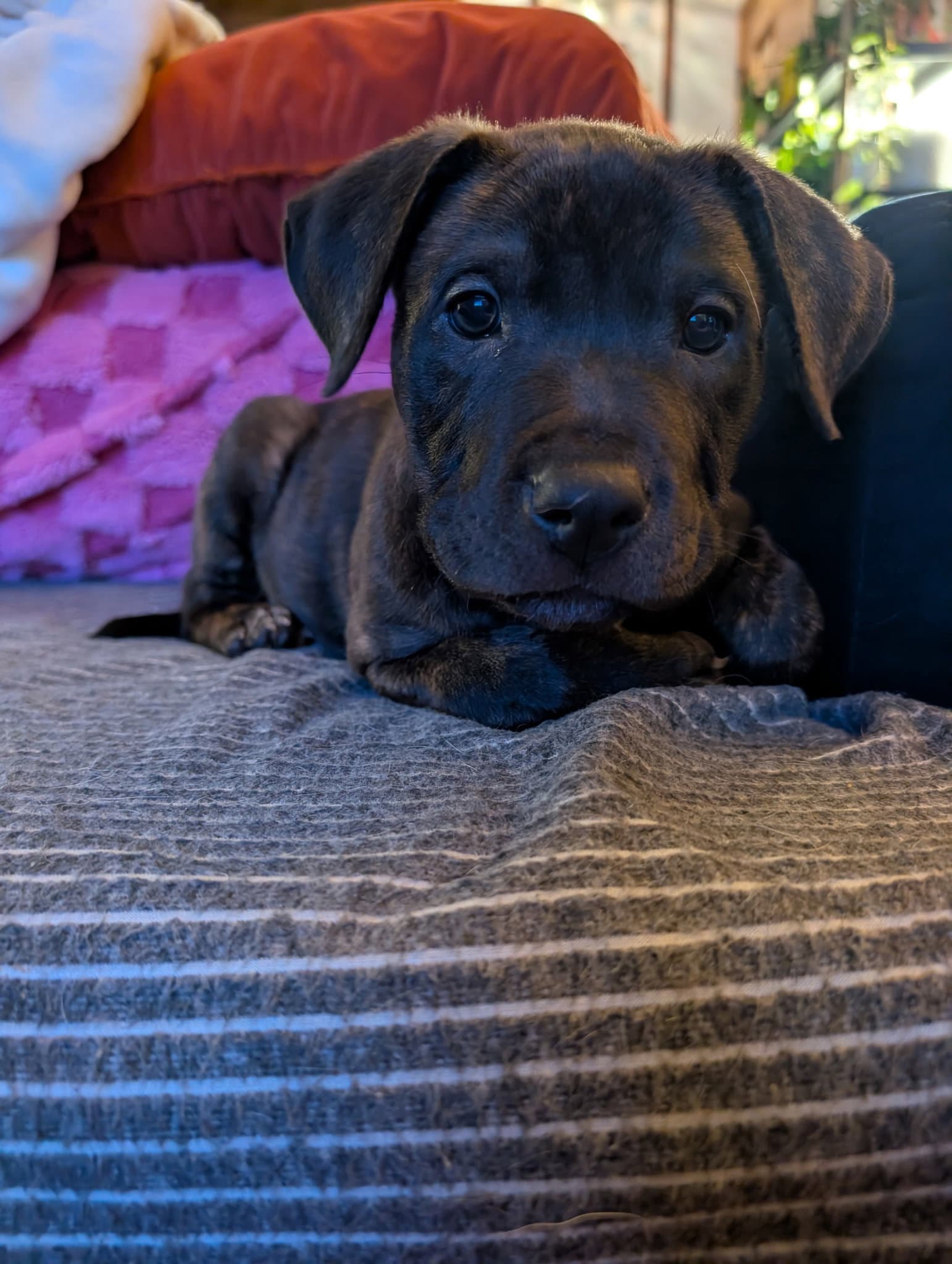 Frankie