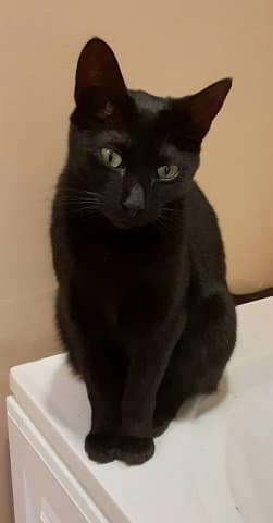 Ripley