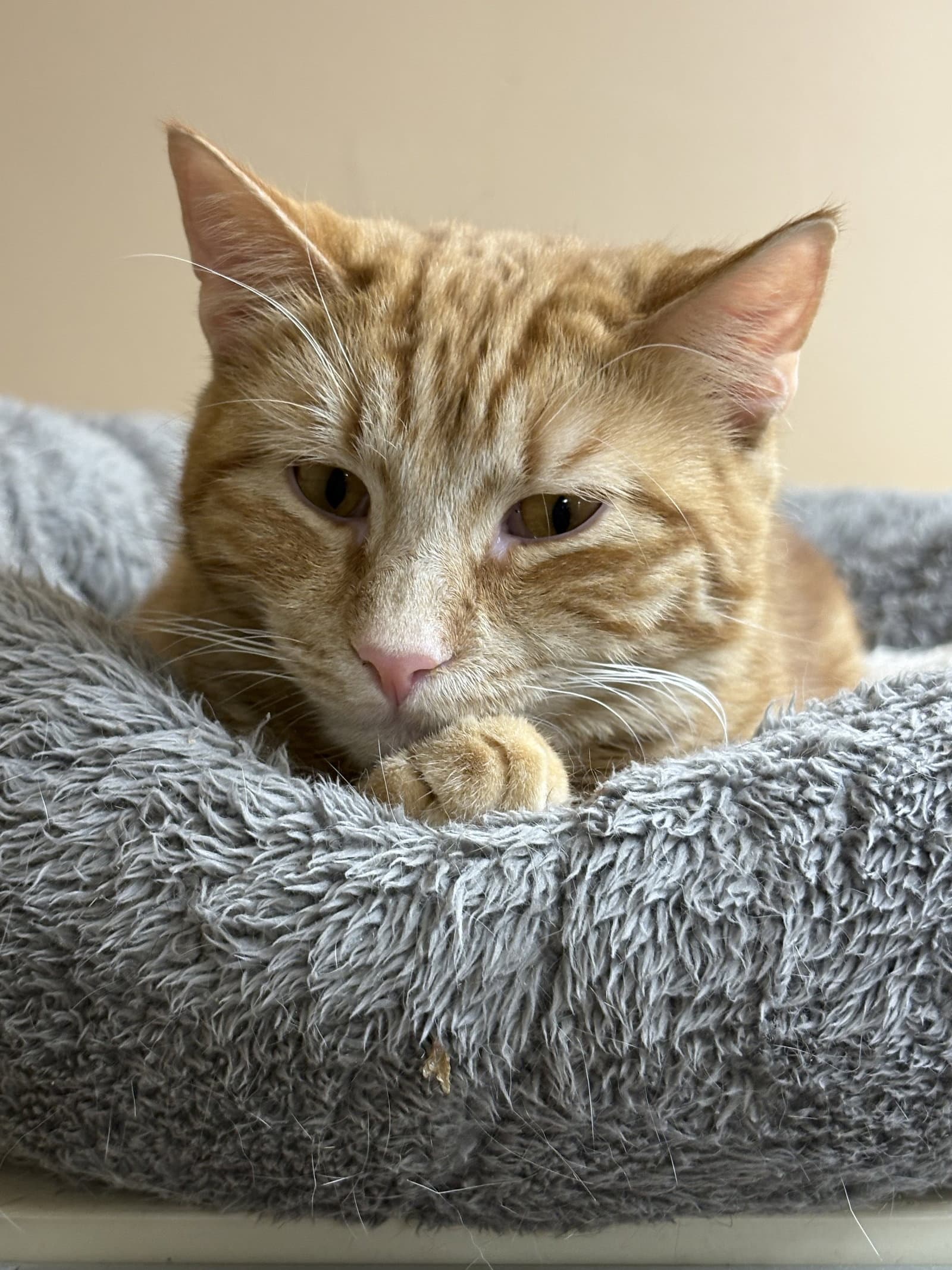 Nolan