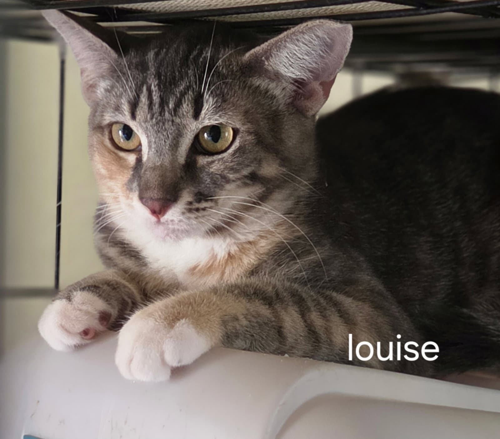 Louise