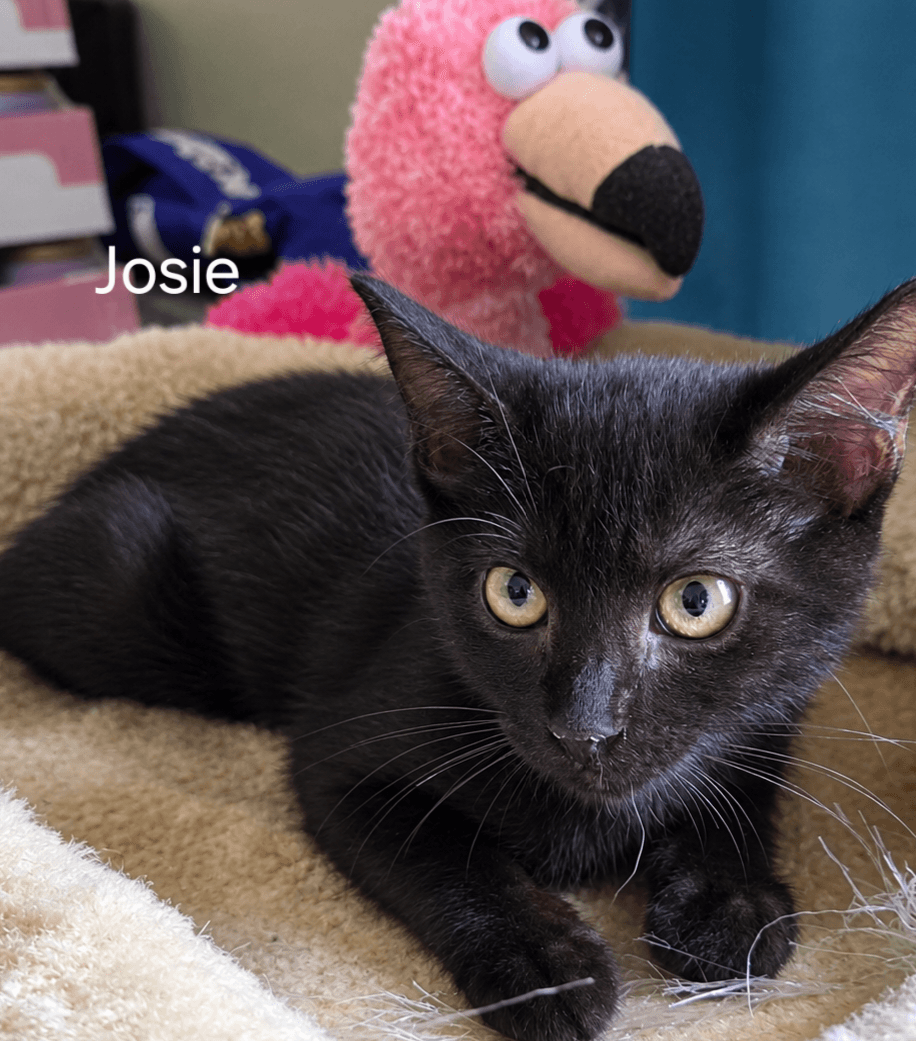 Josie