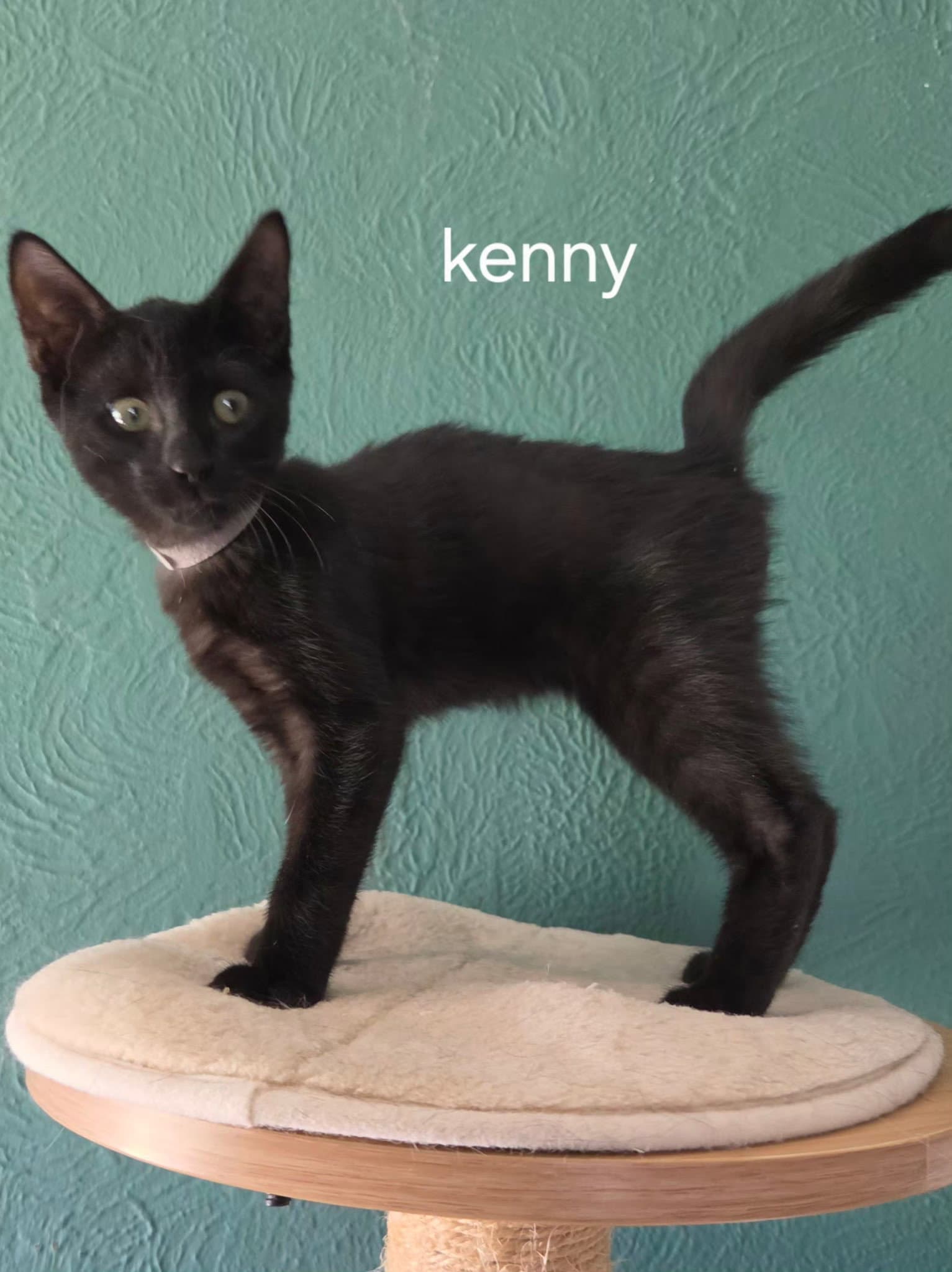 Kenny