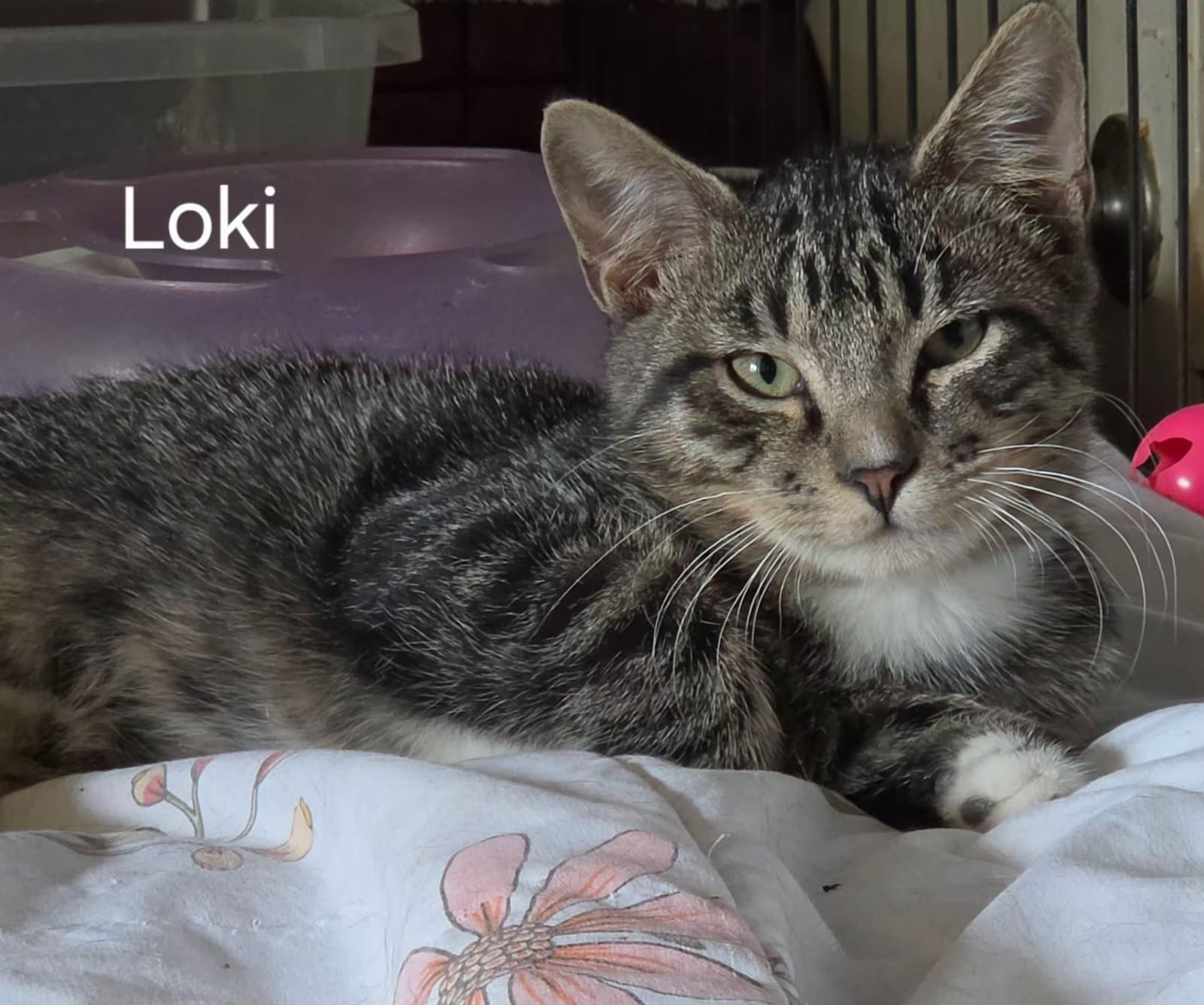 Loki